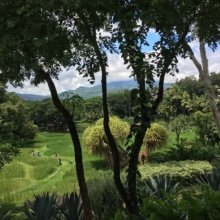 Four Seasons Chiang Mai Terraces Restaurant